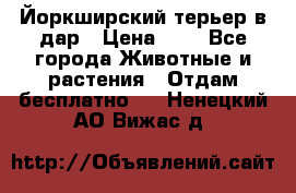 Йоркширский терьер в дар › Цена ­ 1 - Все города Животные и растения » Отдам бесплатно   . Ненецкий АО,Вижас д.